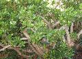 Jade Plant / Crassula argentea